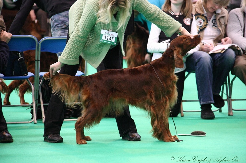 Crufts2011 364.jpg